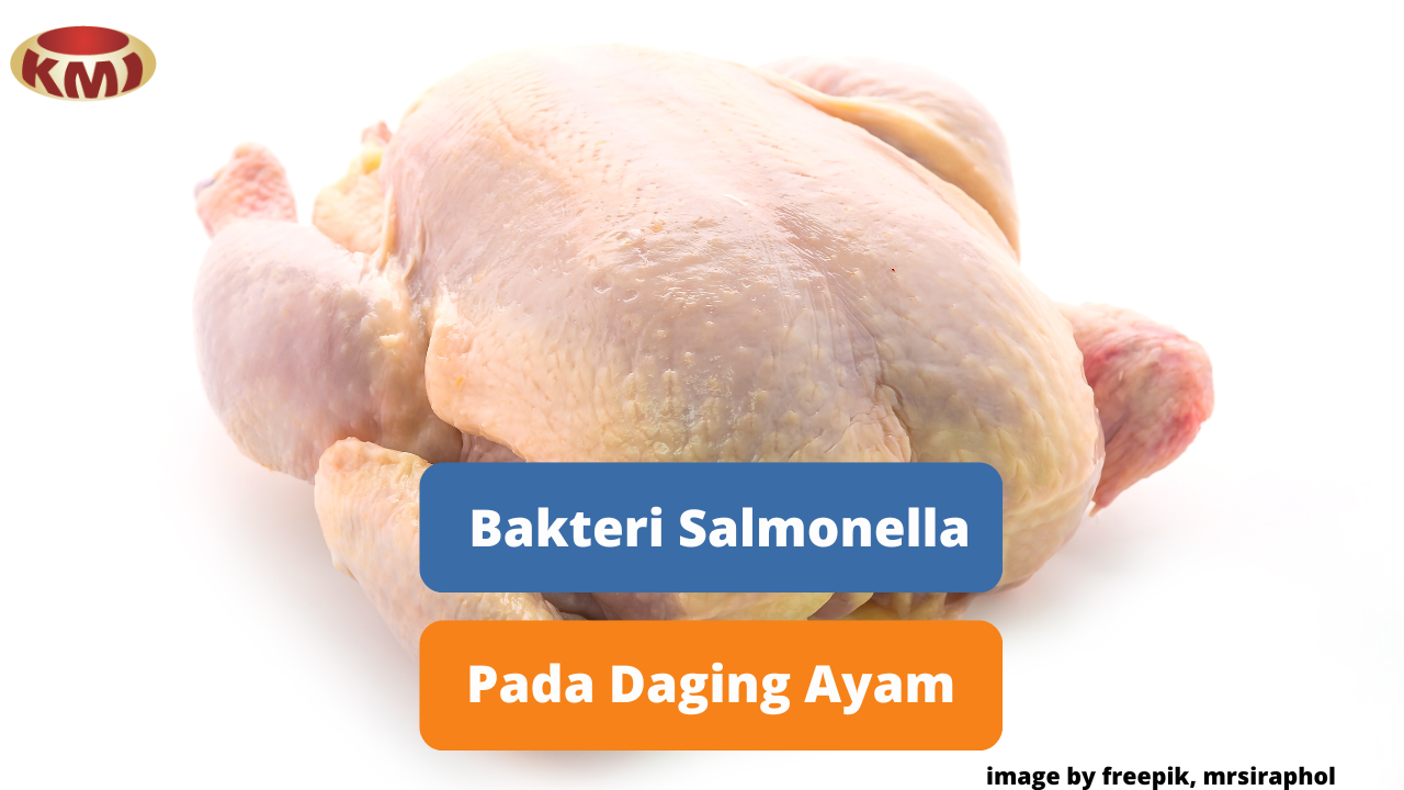 Berikut Ulasan Tentang Kontaminasi Salmonella Pada Daging Ayam